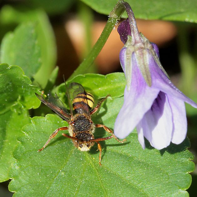 Nomada ruficornis, M
