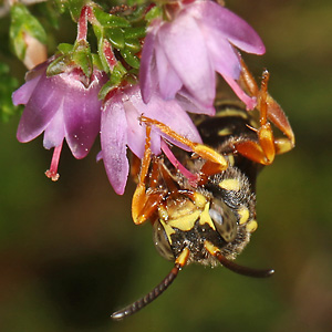 Nomada rufipes, M Nomada rufipes, M