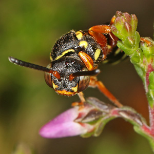Nomada rufipes, W Nomada rufipes, W