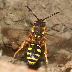 Nomada sexfasciata, W (24.4.2026) Nomada sexfasciata, W