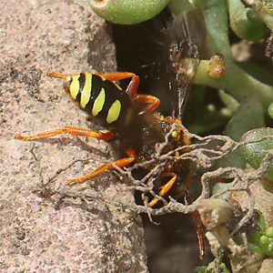 Nomada sexfasciata, W (28.4.2026) Nomada sexfasciata, W