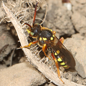 Nomada sexfasciata, W (29.4.2026) Nomada sexfasciata, W