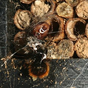 Spinnenbeute: Osmia cornuta, W
