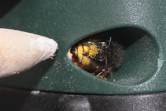 Osmia cornuta, W: Nistversuch in Akku-Bohrmaschine 2