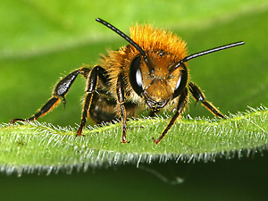 Osmia leaiana, M