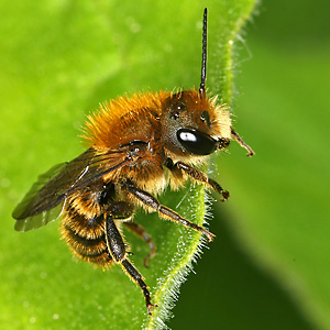 Osmia leaiana, M