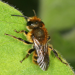 Osmia leaiana, M