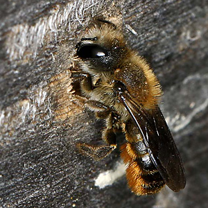 Osmia leaiana, W