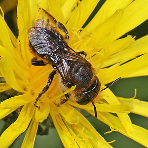 Mauerbiene: Osmia leaiana, W