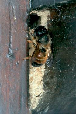 Weibliche Mauerbiene am Nistklotz