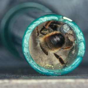 Osmia bicornis / rufa: Mauerbiene im Kescherstiel