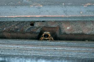 Mauerbiene unter Dachpfannen