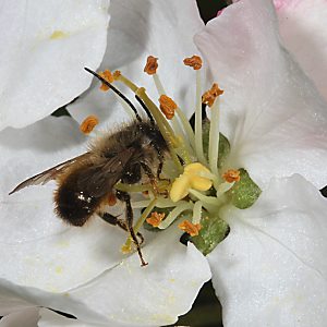 Osmia bicornis / rufa, M an Apfelblüte
