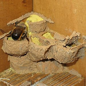 Rostrote Mauerbiene (Osmia bicornis/rufa, W) im Hummelkasten