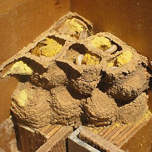 Rostrote Mauerbiene (Osmia bicornis/rufa, W) im Hummelkasten