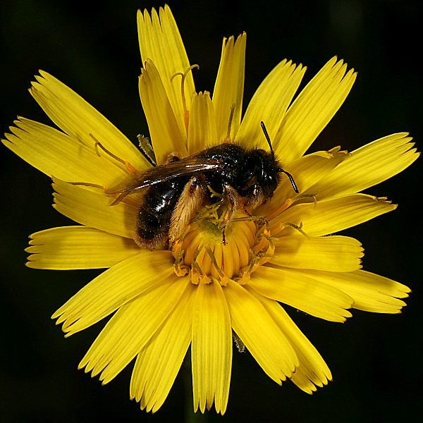 Panurgus banksianus, W