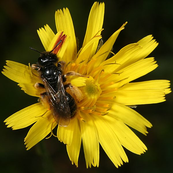 Panurgus banksianus, W