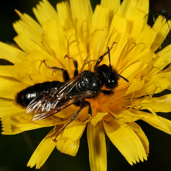 Panurgus banksianus, W