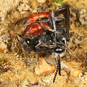 Sphecodes albilabris, MW Sphecodes albilabris, MW