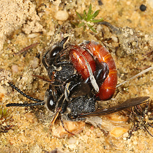 Sphecodes albilabris, WM Sphecodes albilabris, WM