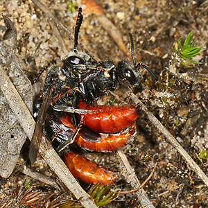 Sphecodes albilabris, MMW Sphecodes albilabris, MMW