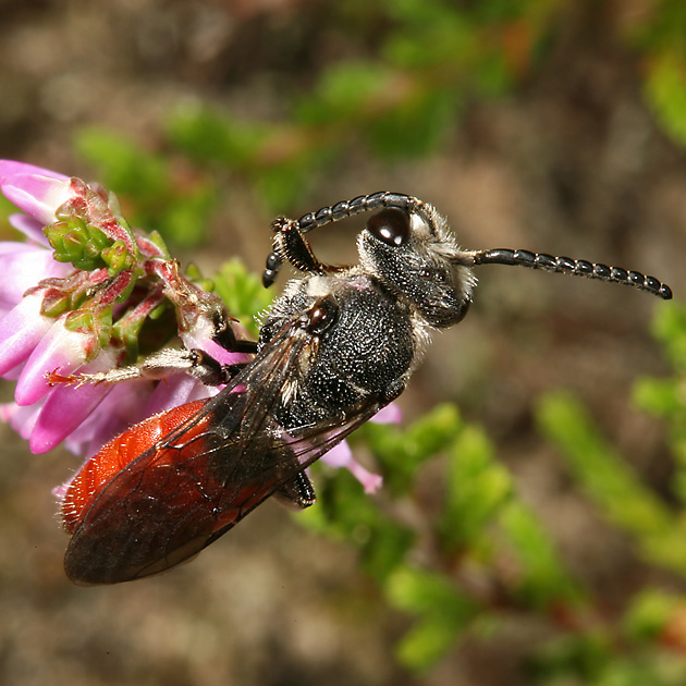 Sphecodes albilabris, M