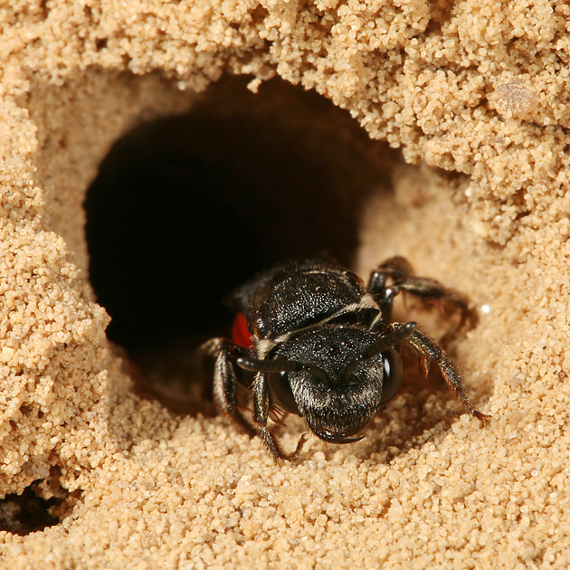 Sphecodes albilabris, W