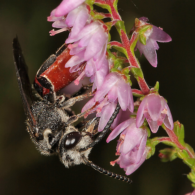 Sphecodes albilabris, M
