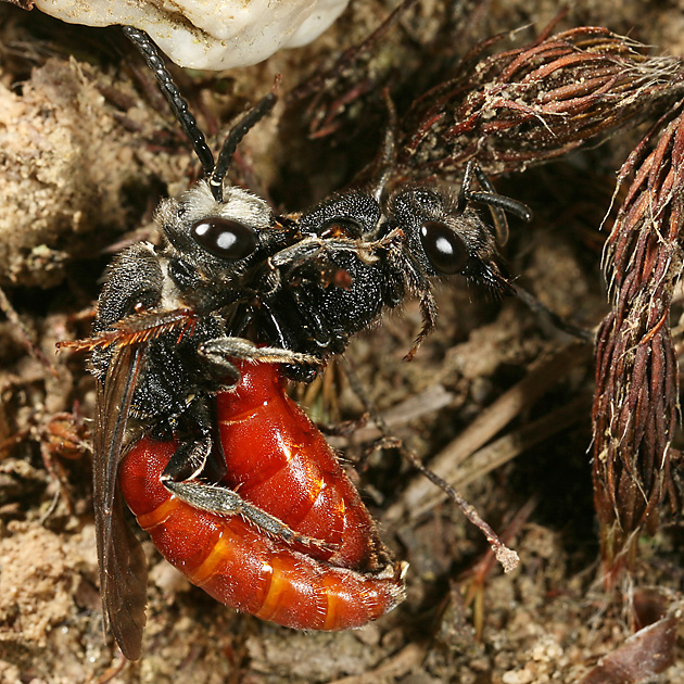 Sphecodes albilabris, MW