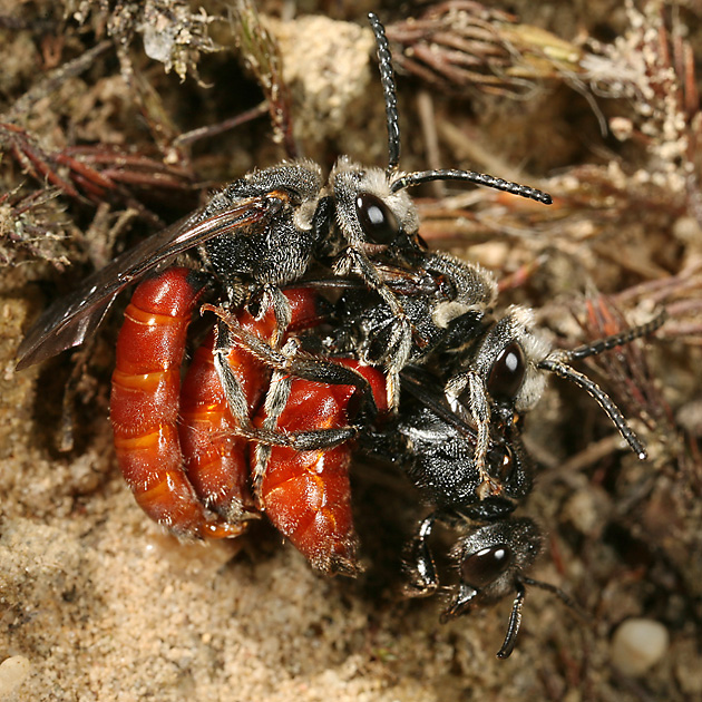 Sphecodes albilabris, MMW