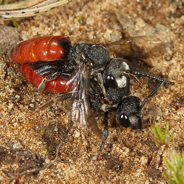 Sphecodes albilabris, MW