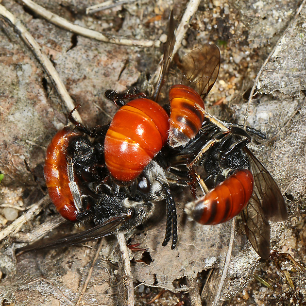 Sphecodes albilabris, MWMM