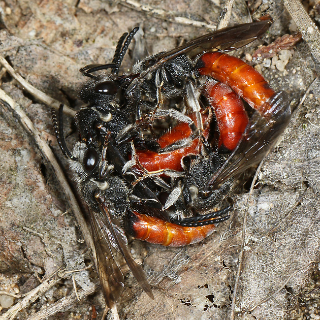 Sphecodes albilabris, MWMM