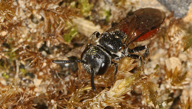 Sphecodes monilicornis, W