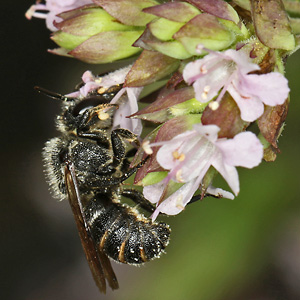 Stelis punctulatissima, M (28.06.2026) Stelis punctulatissima, M