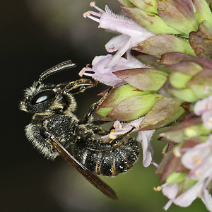Stelis punctulatissima, M (28.06.2026) Stelis punctulatissima, M