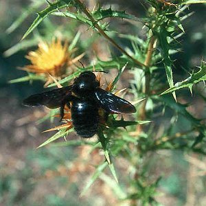 Holzbiene: Xylocopa violacea, M