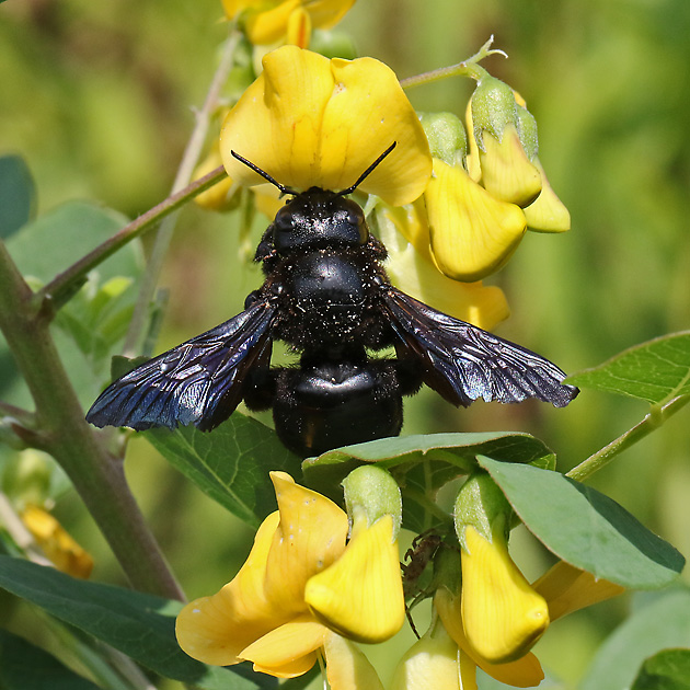 Xylocopa violacea, W
