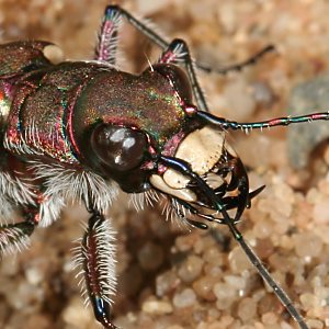 Sandlaufk&auml;fer (Cicindela)