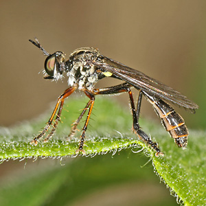 Dioctria hyalipennis, M