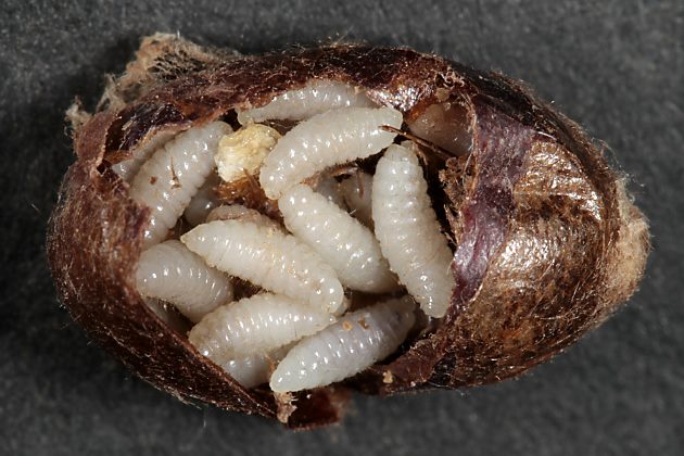 Erzwespe (Torymidae) Monodontomerus aeneus