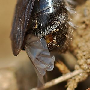 Stylops melittae, MW in Andrena vaga, W