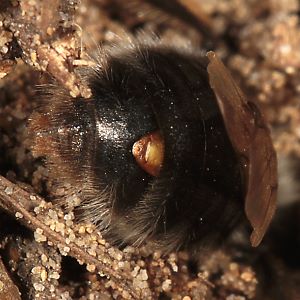 Stylops melittae, W in Andrena vaga, W