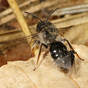 Andrena vaga, M + Stylops melittae, M