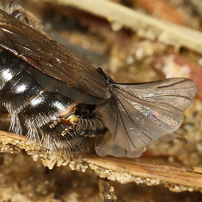 Andrena vaga, M + Stylops melittae, WM