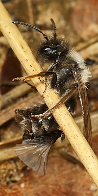 Andrena vaga, M + Stylops ater / melittae, M