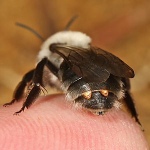 Andrena vaga, w + Stylops melittae, W