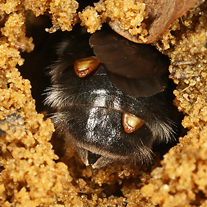 Andrena vaga, W + Stylops ater / melittae, W