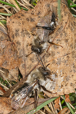 Stylops ater / melittae, MW an/in Andrena vaga, W