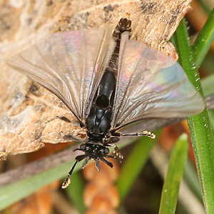 Stylops ater / melittae, M